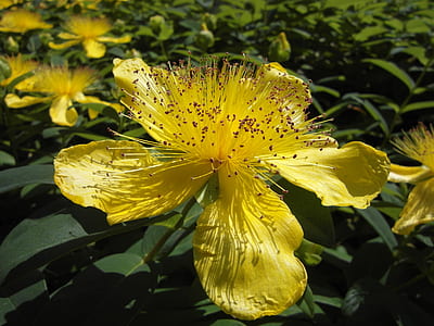 photo of yellow petaled flower thumbnail