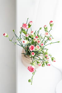 white-and-red petaled flowers thumbnail