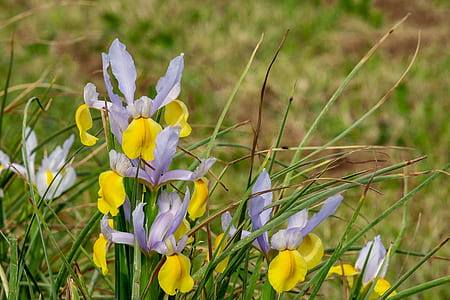 white and yellow petaled flowers in bloom thumbnail