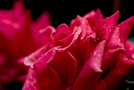 close-up photo of red rose flower thumbnail