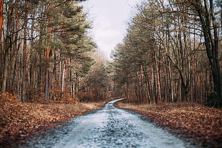 snow covered road in between green trees thumbnail
