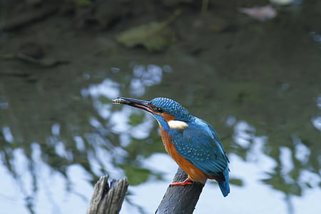 blue and brown bird on tree branch thumbnail