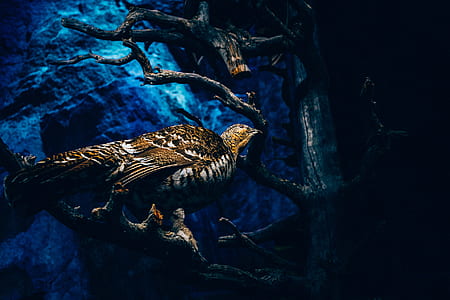 light, bird, ocean, animal thumbnail