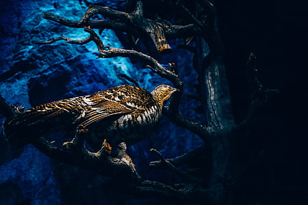 brown bird perched on the tree thumbnail