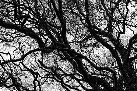 low-angle photography of bare tree at daytime thumbnail