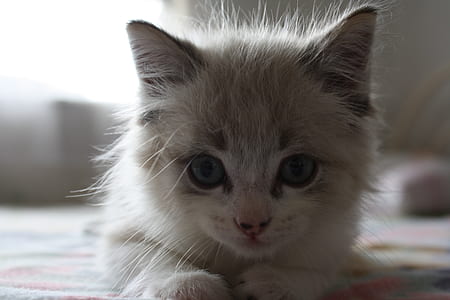 closeup photo of long-fur gray kitten thumbnail