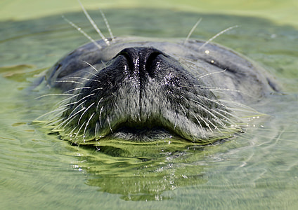 closeup photography of gray seal thumbnail