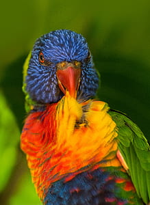 shallow focus photography of multicolored bird thumbnail