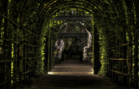 photo of plant pathway thumbnail