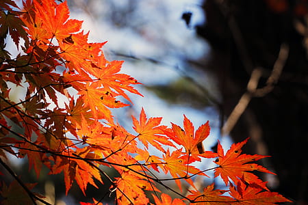 orange leafed tree during daytime thumbnail