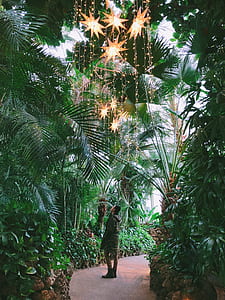 person standing between trees thumbnail