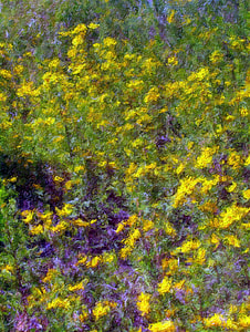 yellow and purple petaled flowers painting thumbnail