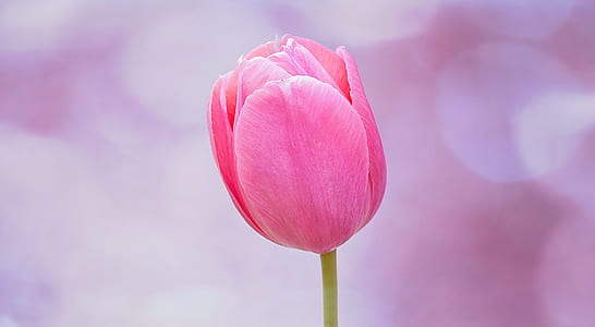 pink tulip thumbnail