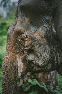 closeup photo of elephant thumbnail