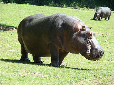 Hippopotamus, Zoo thumbnail
