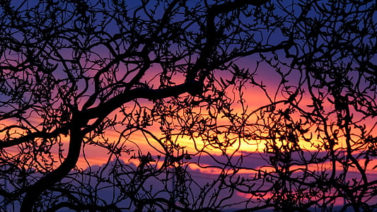 silhouette of black torn tree during golden hour thumbnail