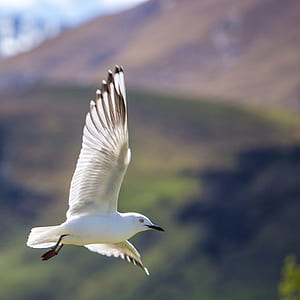 selective focus photography of flying white willowbird thumbnail