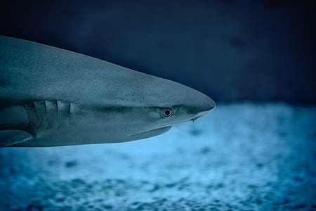 shark thumbnail