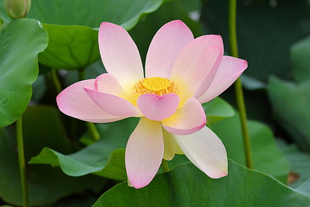 pink flower thumbnail
