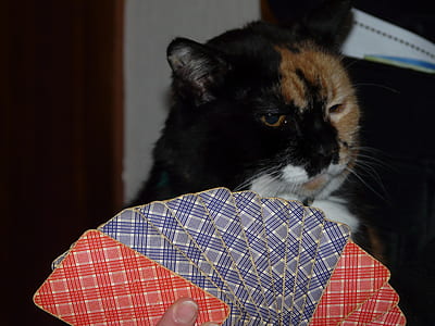 black and brown cat near playing cards thumbnail