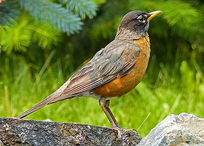brown bird thumbnail