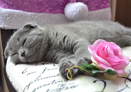 Russian blue cat thumbnail
