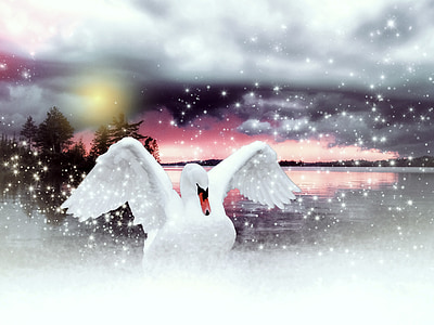white swan on lake digital wallpaper thumbnail