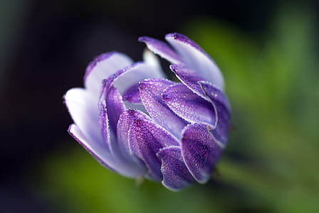 selective photography of purple and white tulip bud thumbnail