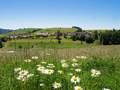 white flowers on field thumbnail