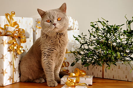 gray Russian blue cat thumbnail