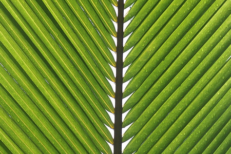 macro photography of palm tree leaves thumbnail