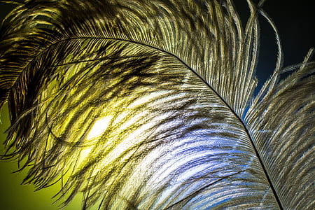 sunlight through leaf thumbnail