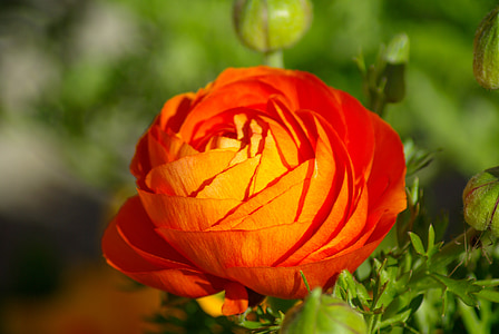 selective focus photography of orange ranunculus flower thumbnail