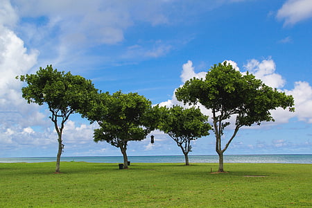 four green trees near seashore under blue sky during daytime thumbnail