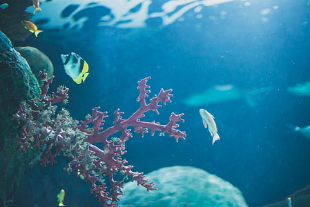 underwater photo of fish near coral thumbnail