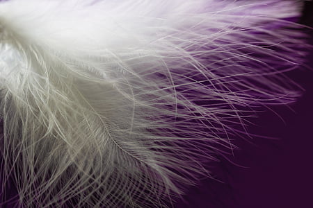 white feather thumbnail
