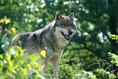 gray wolf on green grass thumbnail