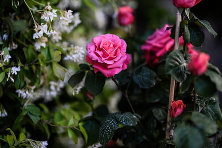 pink roses selective focus photography thumbnail