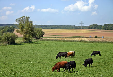 herd of cattle walking on green grass field during daytime thumbnail