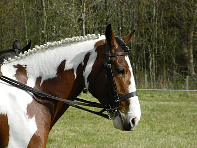 brown and white short coated horse thumbnail