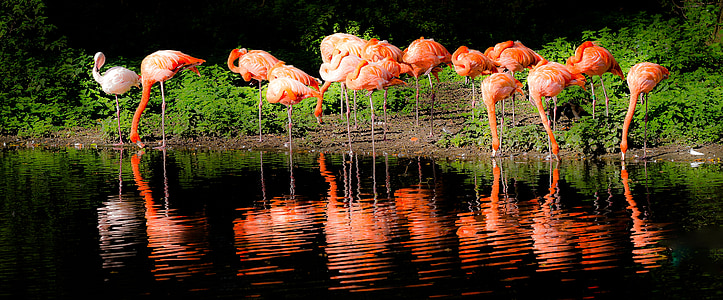 pink flamingo on body of water thumbnail