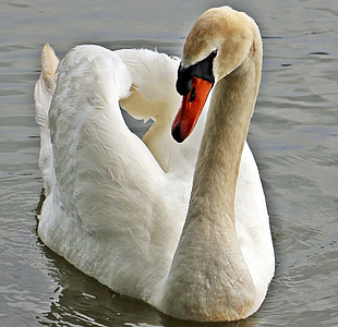 closeup photo of white swan thumbnail