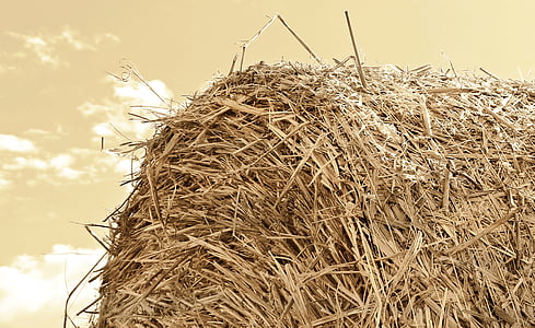 close up photography of hay thumbnail