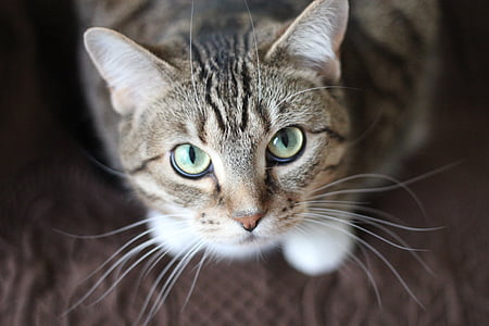 silver tabby cat thumbnail