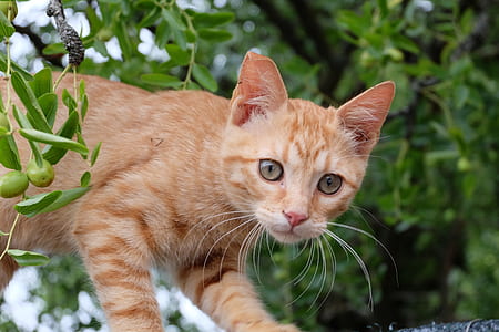 orange tabby kitten near green leaf plant thumbnail