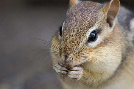 brown squirrel thumbnail