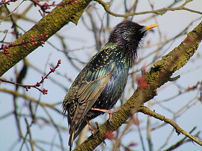 green and purple bird perched on brance thumbnail