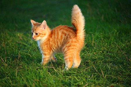 orange tabby kitten on top of green grass thumbnail