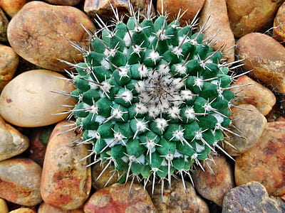 green cactus thumbnail