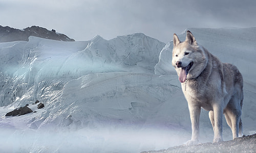 shallow focus photography of gray siberian husky near mountain covered with snow during daytime thumbnail
